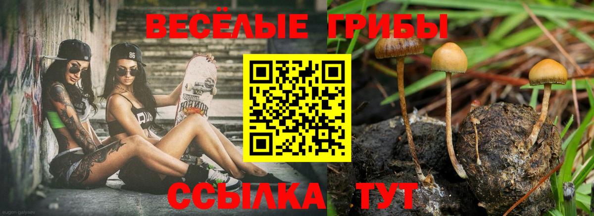 хочу   Галлюциногенные грибы Psilocybine cubensis  Тверь  Вход с VPN  Псилоцибиновые грибы мухоморы 